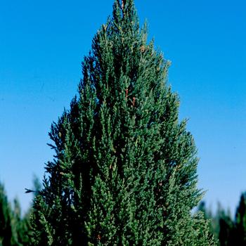 Juniperus chinensis 'Blue Point' (Chinese Juniper) - Blue Point Chinese Juniper