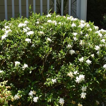 Gardenia - Gardenia