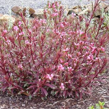 Gaura - Wand Flower