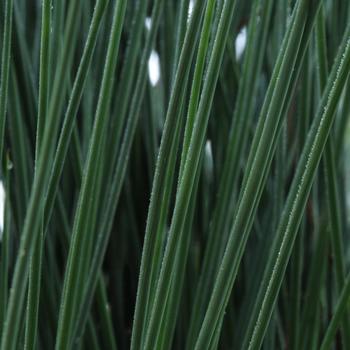 Juncus inflexus 'Blue Arrows' (Rush) - ColorGrass&reg; Blue Arrows