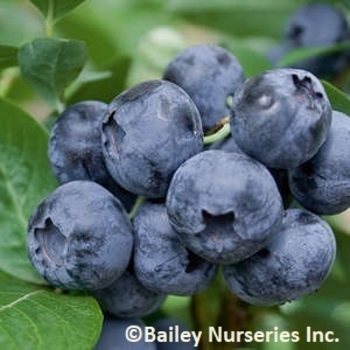 Blueberry x 'Premier' - Premier Blueberry