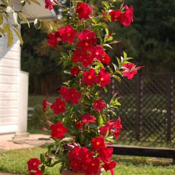Dipladenia - Sundenia&reg; 'Red'