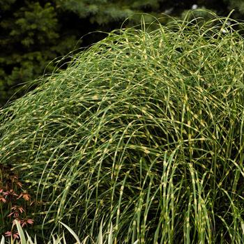 Miscanthus sinensis 'Little Zebra' PP13008 (Maiden Grass) - Little Zebra Maiden Grass