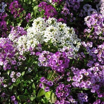 Lobularia - 'Silver Stream&trade;' Alyssum