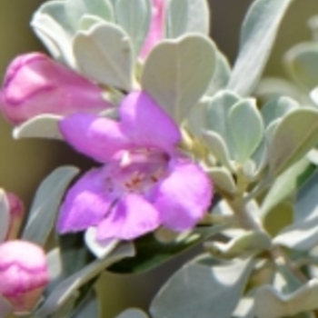 Leucophyllum frutescens - Texas Sage