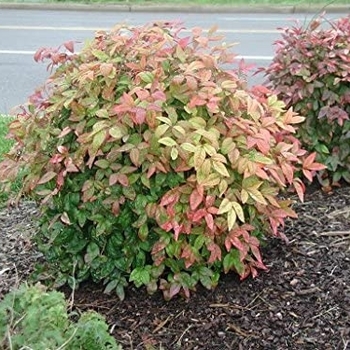 Nandina domestica 'Firepower' - Dwarf Nandina