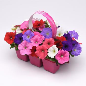 Petunia 'Formula Mix' (Petunia) - Easy Wave