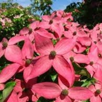 Cornus 'Rutpink' PP28311 - Scarlet Fire® Dogwood