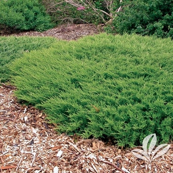 Juniperus horizontalis 'Plumosa Compacta' (Andorra Juniper) - Plumosa Compacta Andorra Juniper