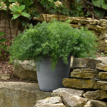 Asparagus densiflorus - FuzzyFern&trade; 'Frizz' Asparagus Fern