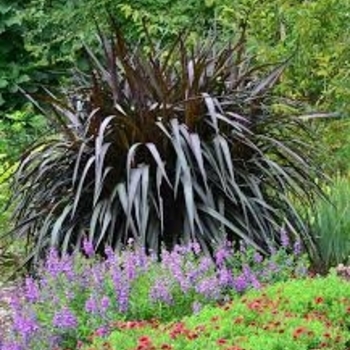 Pennisetum - 'First Knight' Ornamental Grass