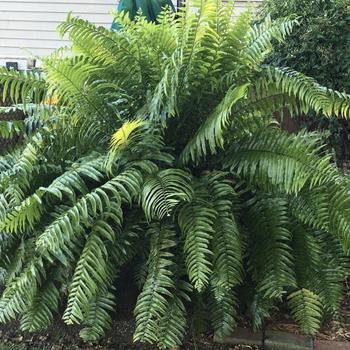 Nephrolepis biserrata - Macho Fern