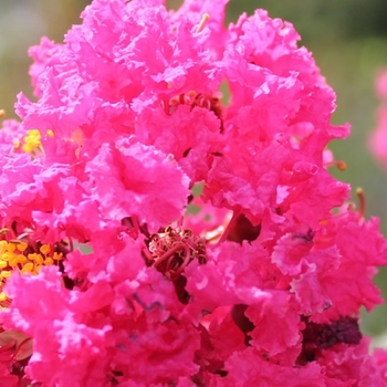 Lagerstroemia indica - 'Pink Velour&reg;' Crape Myrtle
