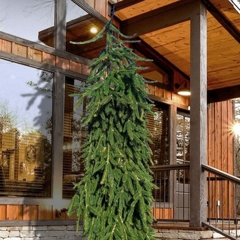 Picea abies - 'Aarburg' Weeping Norway Spruce
