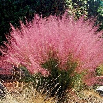 Muhlenbergia (Pink Muhly Grass) - Pink Muhly Grass