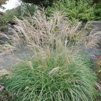 Miscanthus sinensis - 'Little Kitten' Dwarf Maiden Grass