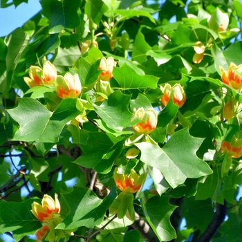 Liriodendron tulipifera - Tulip Tree