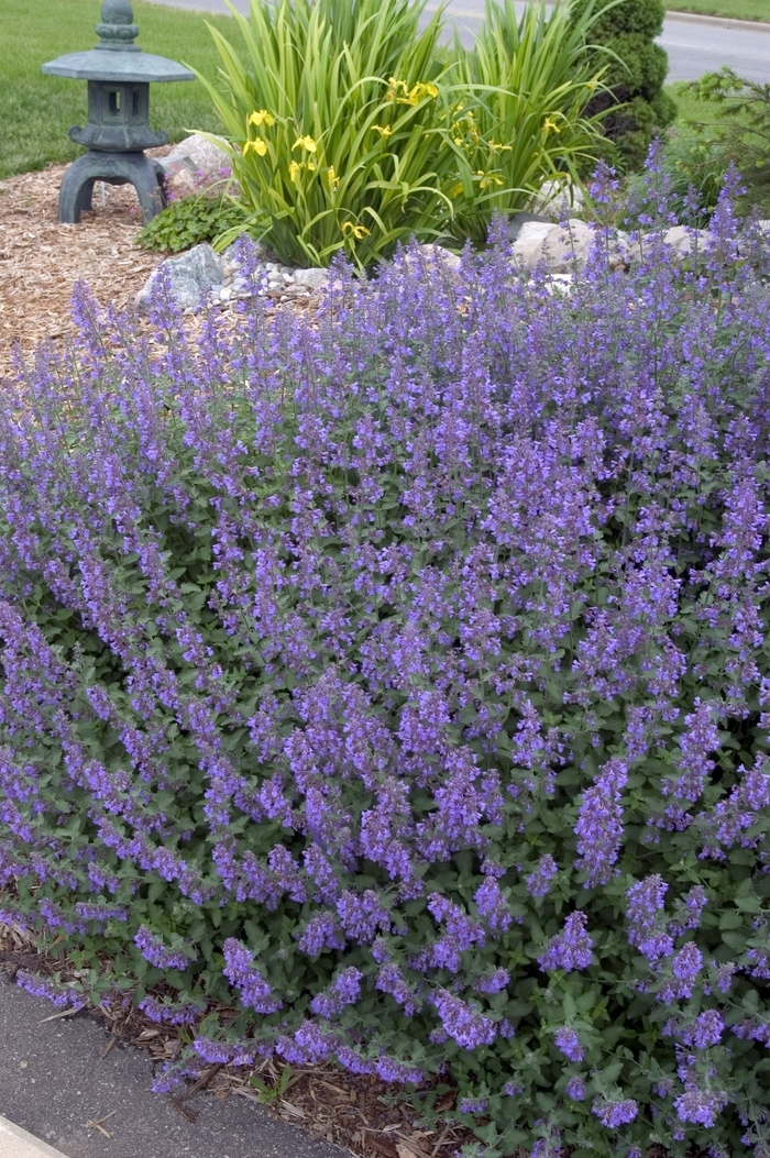 Walker's Low Catmint - Nepeta racemosa 'Walker's Low' (Catmint) from Sunshine Nursery Too