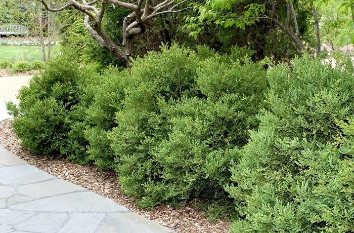 Wintergreen Boxwood - Buxus microphylla var. japonica 'Wintergreen' (Boxwood) from Sunshine Nursery Too