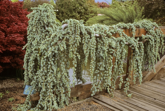 Glauca Pendula Weeping Blue Atlas Cedar - Cedrus atlantica 'Glauca Pendula' (Weeping Blue Atlas Cedar) from Sunshine Nursery Too