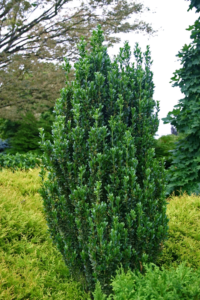 'Sky Pencil' Japanese Holly - Ilex crenata from Sunshine Nursery Too