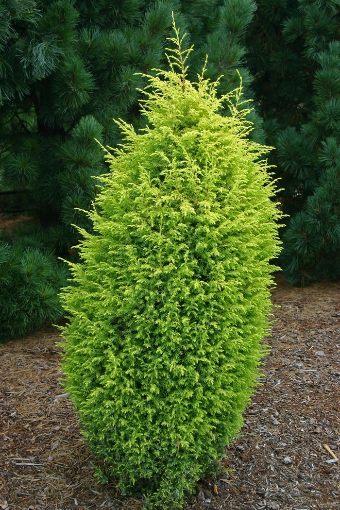 Gold Cone Juniper - Juniperus communis 'Gold Cone' (Juniper) from Sunshine Nursery Too