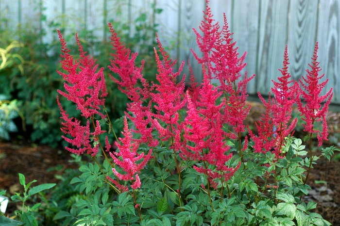 Radius Astilbe - Astilbe x arendsii 'Radius' (Astilbe) from Sunshine Nursery Too