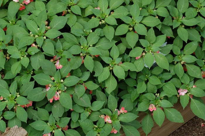 Fusion&trade; 'Infrared' - Impatiens from Sunshine Nursery Too