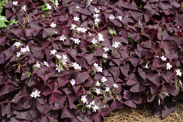 'Purpurea' Ornamental Purple Shamrock - Oxalis regnellii from Sunshine Nursery Too