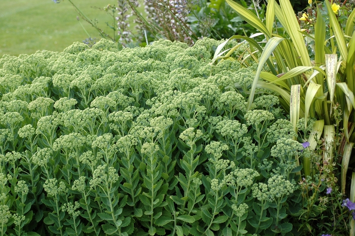 'Autumn Joy' - Sedum hybrid from Sunshine Nursery Too