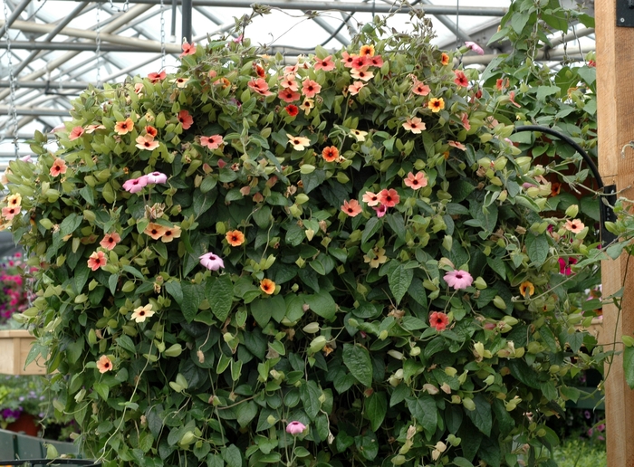 Black-eyed Susan Vine - Thunbergia alata from Sunshine Nursery Too