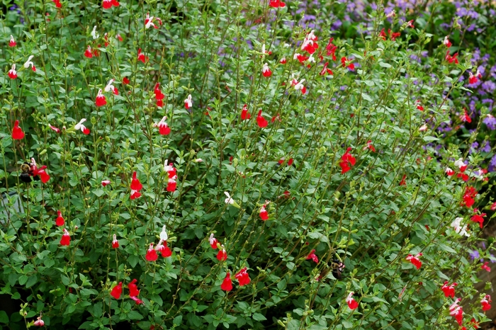 'Hot Lips' - Salvia microphylla from Sunshine Nursery Too