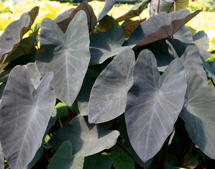 'Black Magic' Elephant Ear - Colocasia esculenta from Sunshine Nursery Too