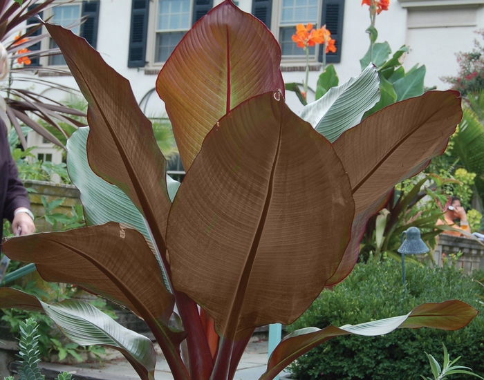  Red' Ornamental Banana - Ensete from Sunshine Nursery Too