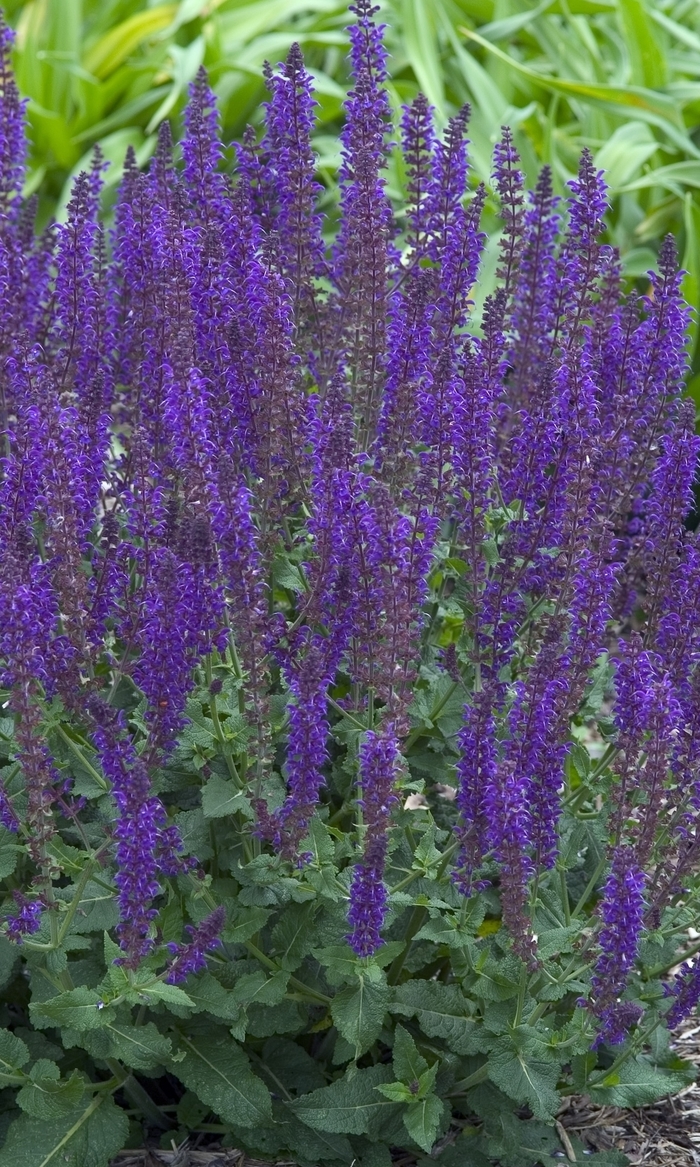 'May Night' Meadow Sage - Salvia x sylvestris from Sunshine Nursery Too