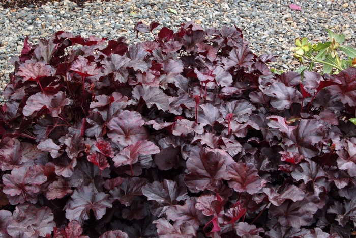 ''Obsidian'' Coral Bells - Heuchera from Sunshine Nursery Too