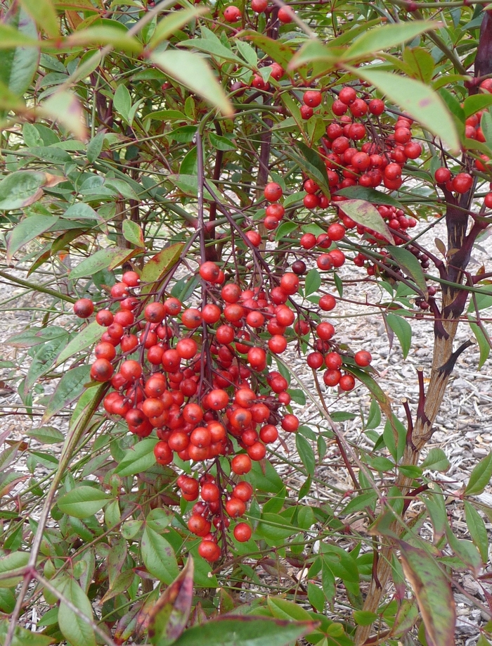 Heavenly Bamboo - Nandina domestica from Sunshine Nursery Too