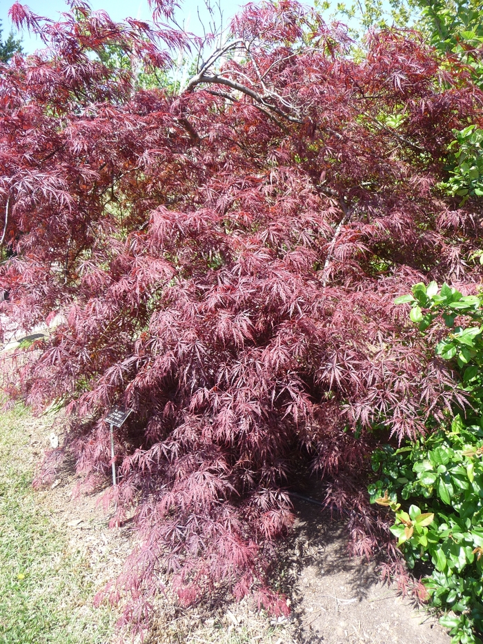 Tamukeyama Japanese Maple - Acer palmatum var. dissectum 'Tamukeyama' (Japanese Maple) from Sunshine Nursery Too