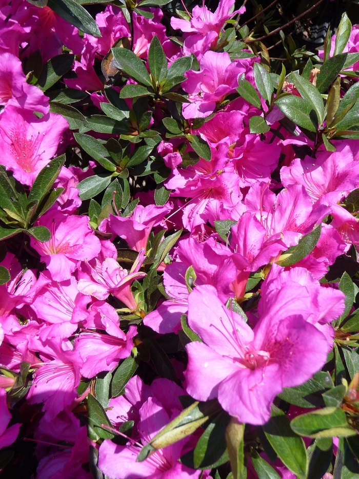 Red 'Formosa' Azalea - Rhododendron hybrid from Sunshine Nursery Too