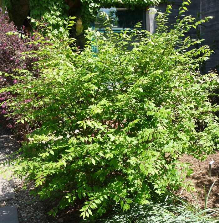 Dwarf Burning Bush - from Sunshine Nursery Too