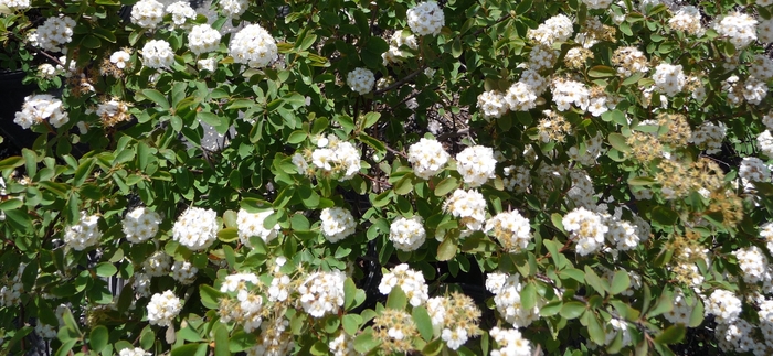 Bridal Wreath Spirea - Spiraea prunifolia (Bridal Wreath Spirea) from Sunshine Nursery Too