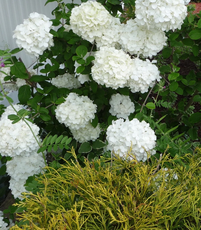  Snowball Bush - Viburnum from Sunshine Nursery Too