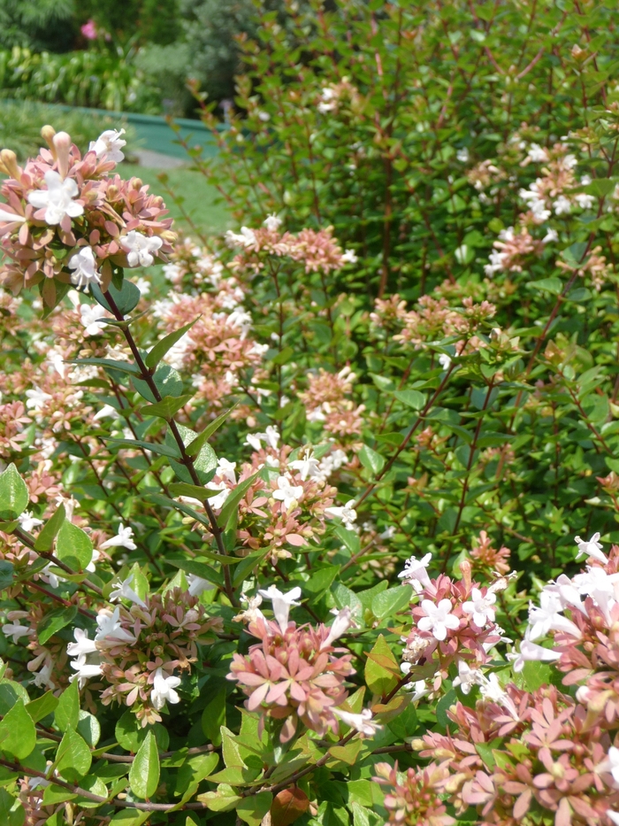 'Rose Creek' - Abelia x chinensis (Glossy Abelia) from Sunshine Nursery Too