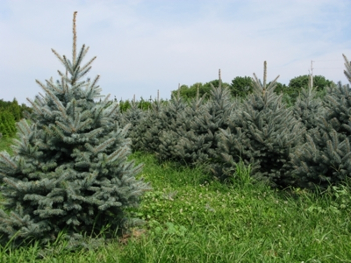 'Fat Albert' Colorado Blue Spruce - Picea pungens from Sunshine Nursery Too