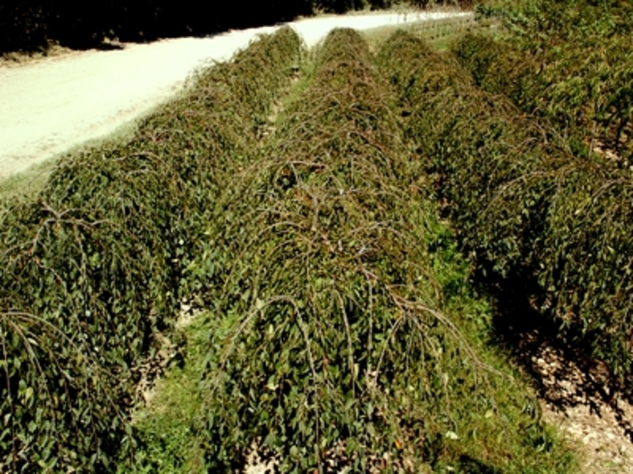 'Snow Fountains&reg;' Weeping Cherry - Prunus from Sunshine Nursery Too