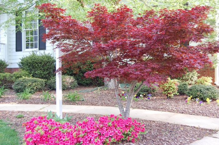  Japanese Maple - Acer palmatum (Japanese Maple) from Sunshine Nursery Too