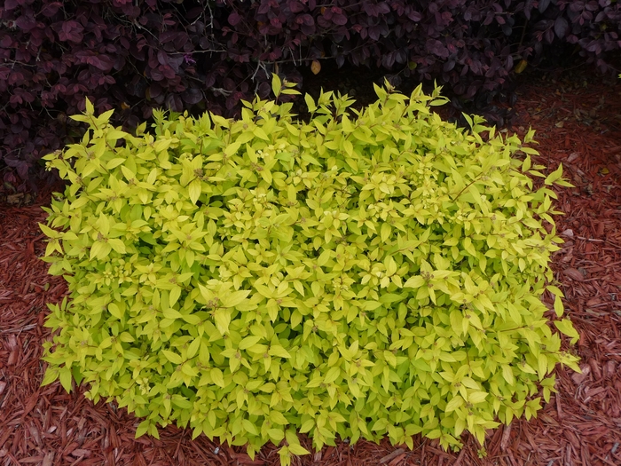 Goldmound Spirea - Spiraea japonica 'Goldmound' (Spirea) from Sunshine Nursery Too