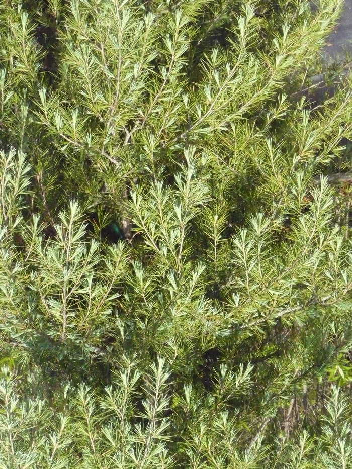 Deodar Cedar - Cedrus deodara (Deodar Cedar) from Sunshine Nursery Too