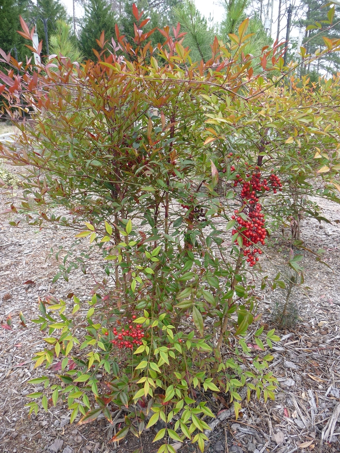 Compact Nandina - Nandina domestica 'Compacta' from Sunshine Nursery Too