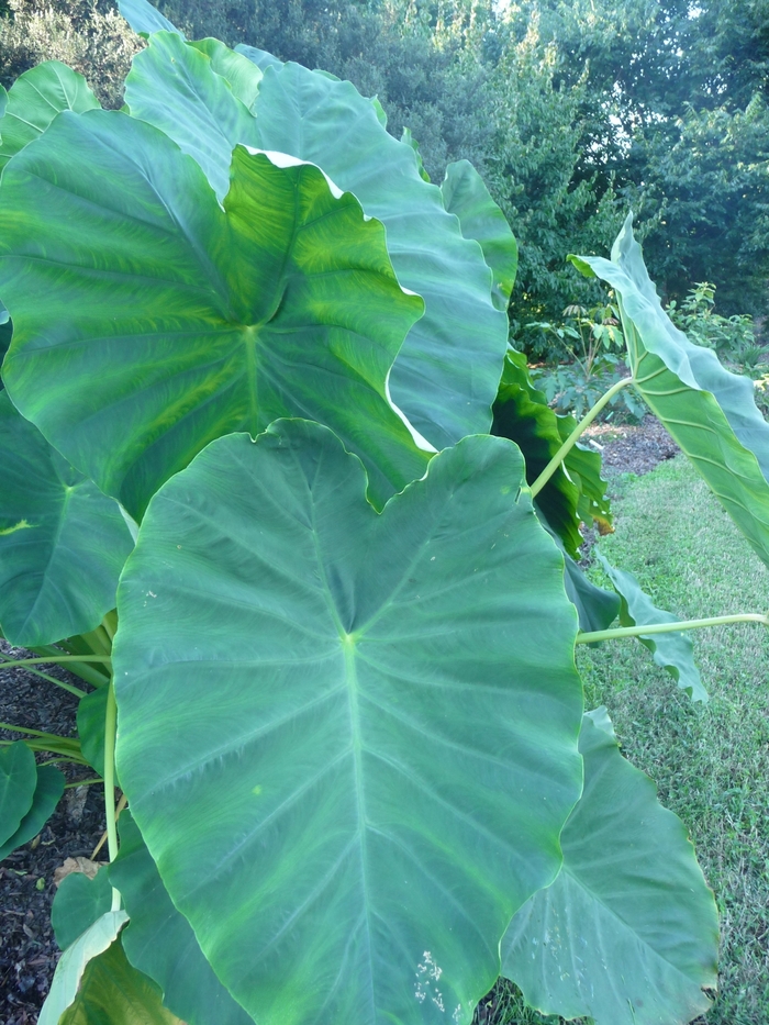 'Jack's Giant' Elephant's Ears - Colocasia esculenta from Sunshine Nursery Too